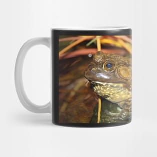 American Bullfrog Closeup and Personal Mug